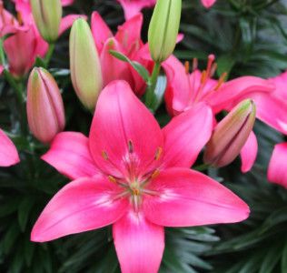 Asiatic Lily &#39;Trendy Dakota&#39; - 1 gal