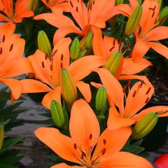 Asiatic Lily &#39;Orange Matrix&#39; - 1 gal