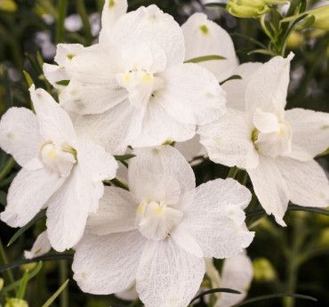 Delphinium &#39;Hunky Dory White&#39; 1 gal