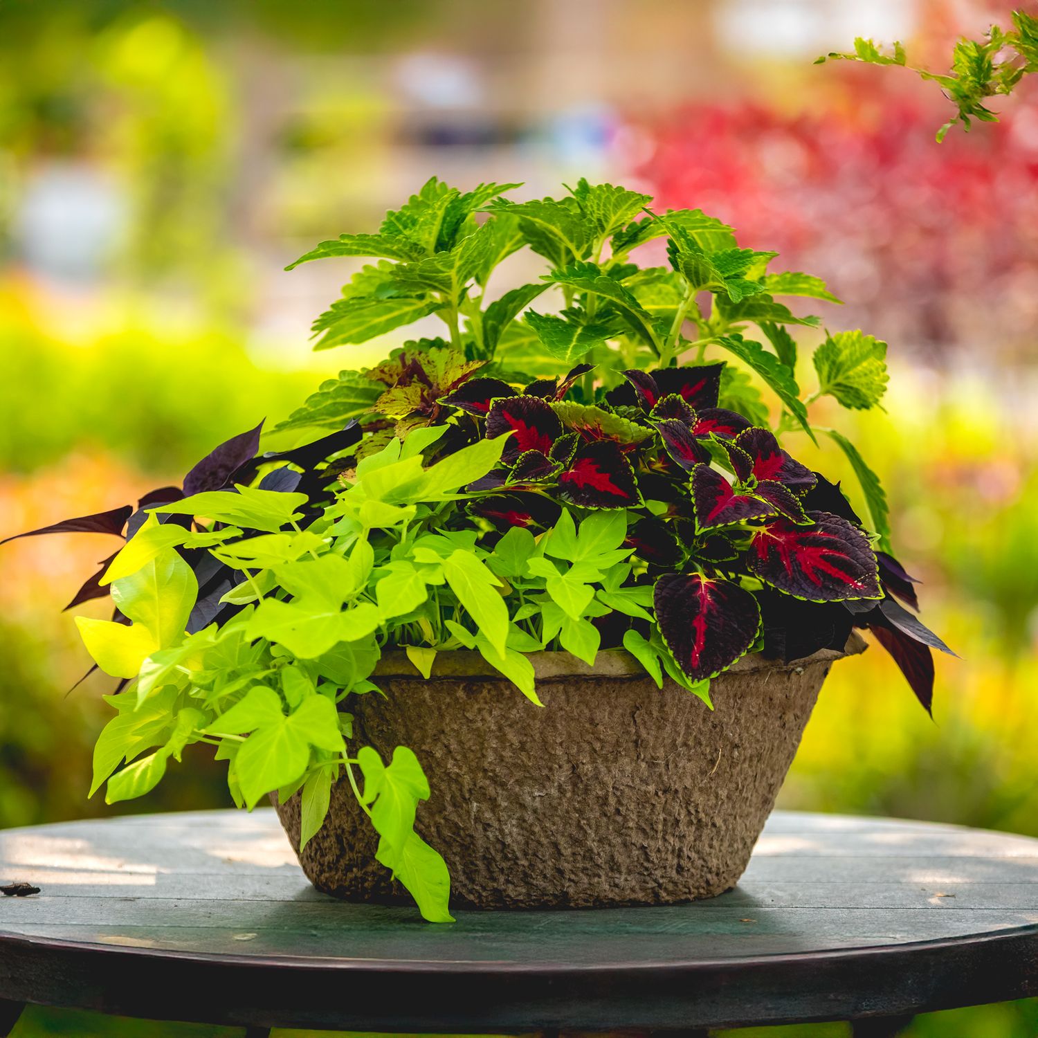 15" Fibre Coleus Assorted Planter