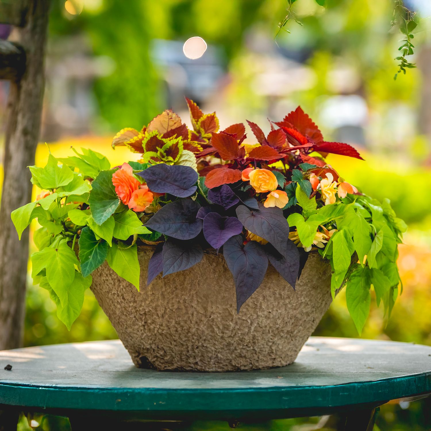 Fibre Planter Coleus Mix&#39; 18&quot;