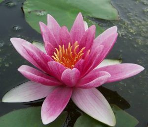 Water Plant: Lily-  8&quot; pot, Variety: Charles de Merurville Hardy Red