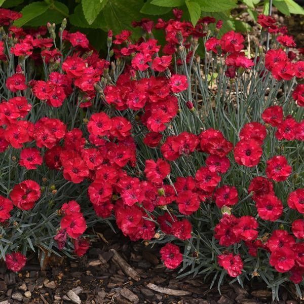 Dianthus Mountain Frost &#39;Red Garnet&#39; 1 qt