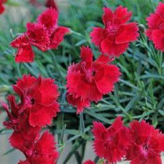 Dianthus &#39;Single Fire Star&#39; 1 qt