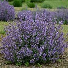 Nepeta Catmint &#39;Kitten Around&#39; 1 qt