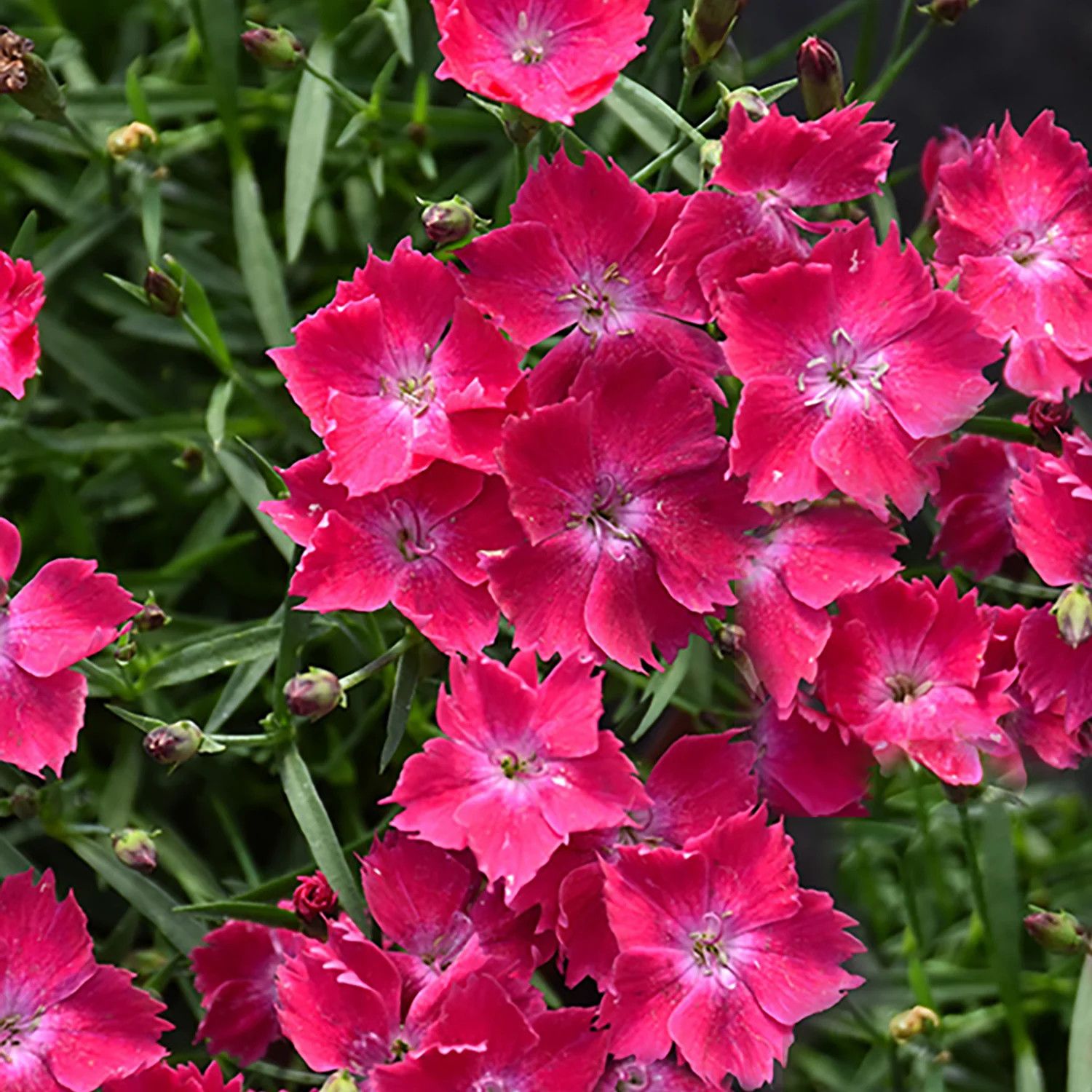 Dianthus &#39;Beauties Kahori Scarlet&#39; 1 qt