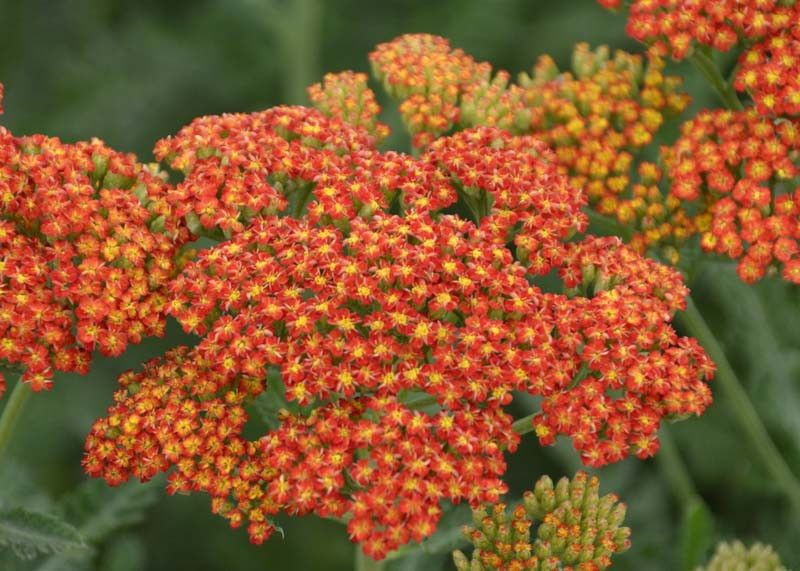 Yarrow &#39;Sassy Summer Sunset&#39; - 1 gal