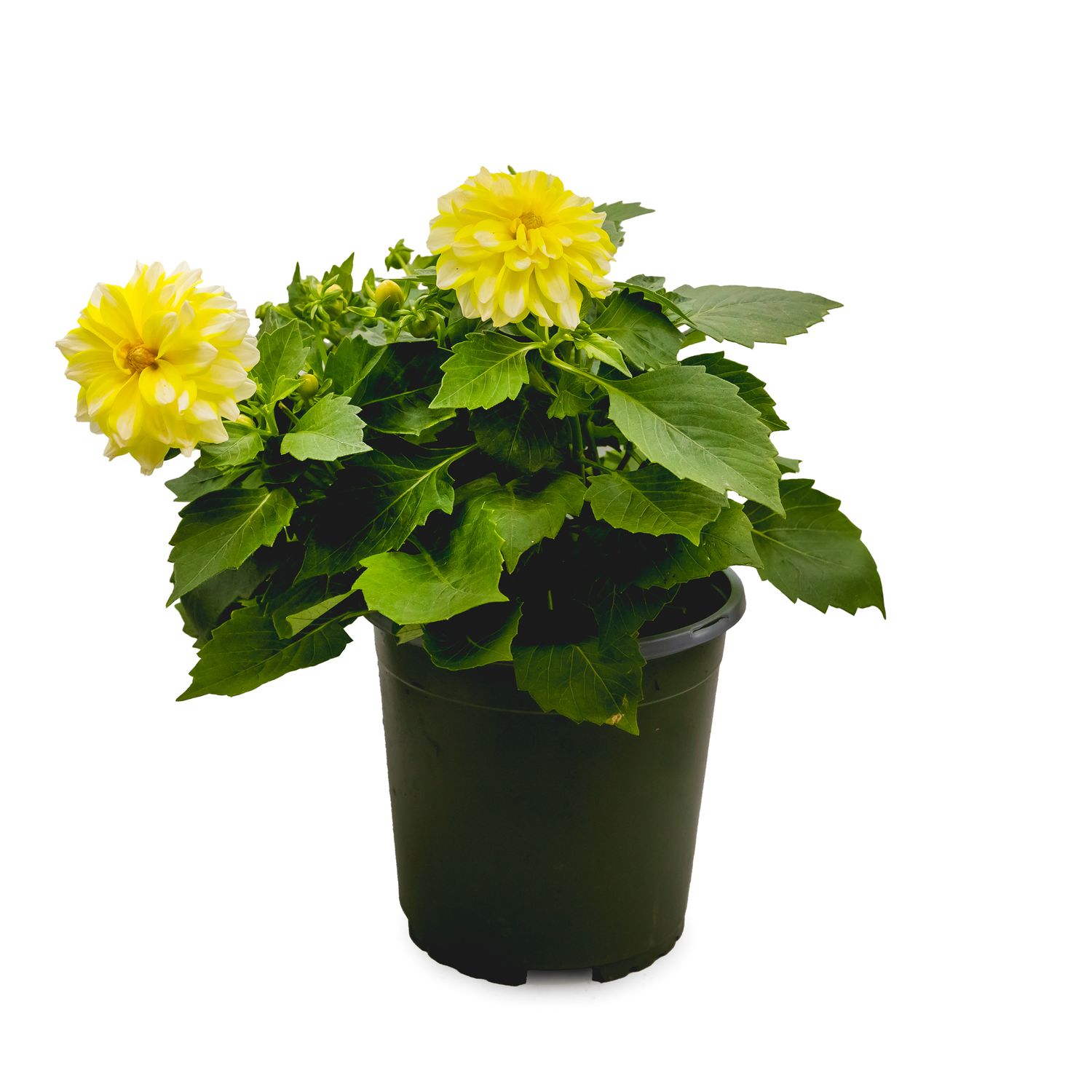 Dahlia - Butter 1 gal