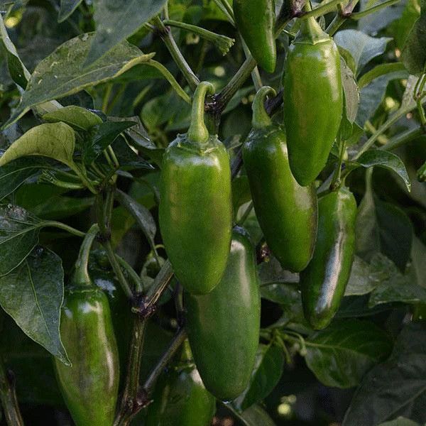 Hot Pepper Jalapeno La Bomba 4&quot;