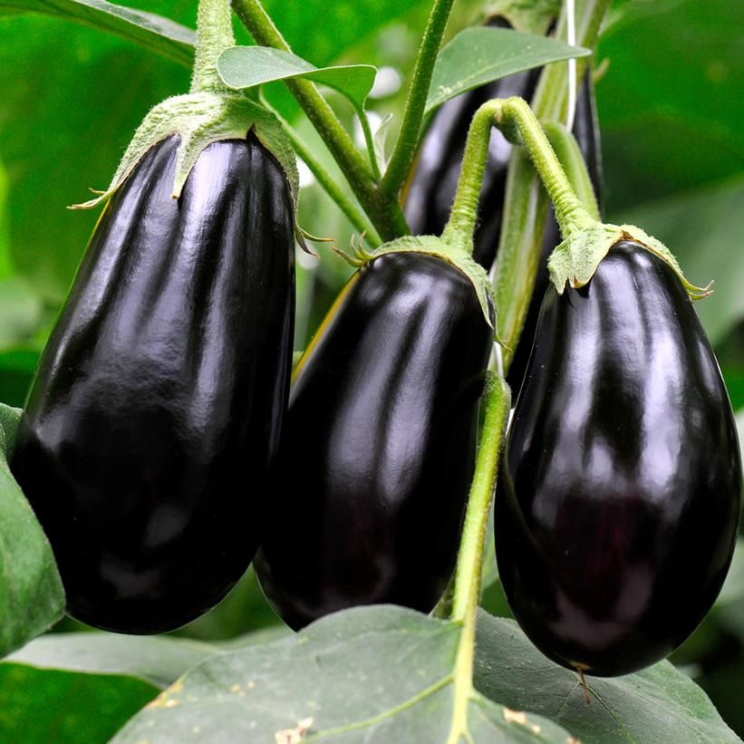 Eggplant &#39;Classic&#39; 2 cell pack