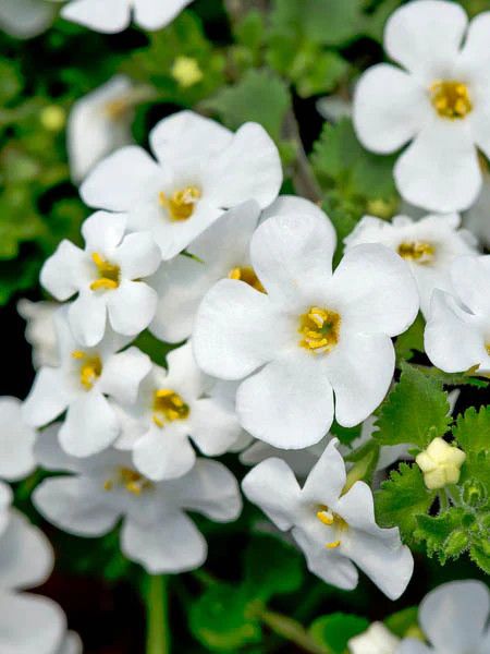 Bacopa 4&quot; Compact Megacopa White