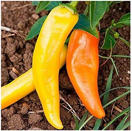 Peppers - 4&quot; Sweet Sunset Banana