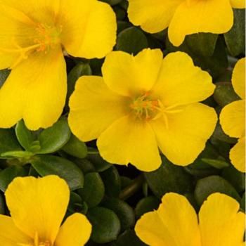 Portulaca -Pazzaz &#39;Nano Yellow&#39; 4&quot;