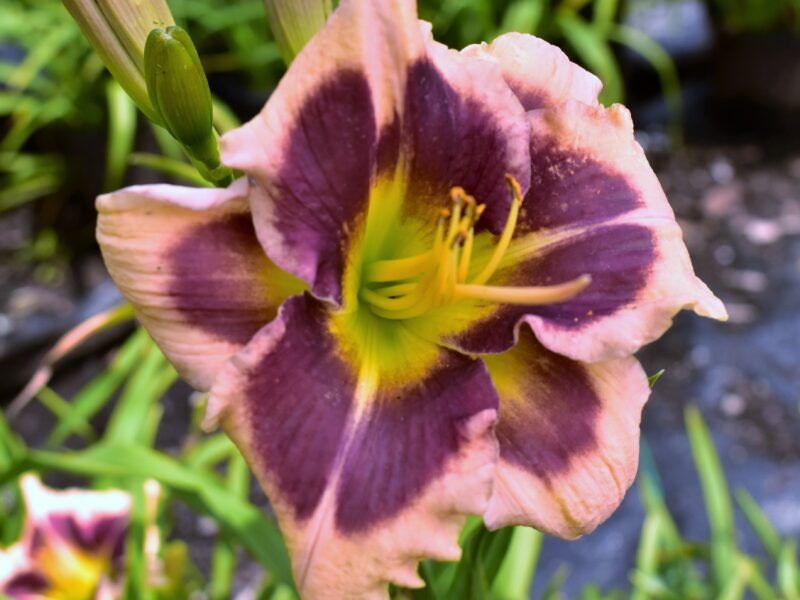 Daylily - Hemerocallis &#39;Raspberry Splash&#39; - 1 gal