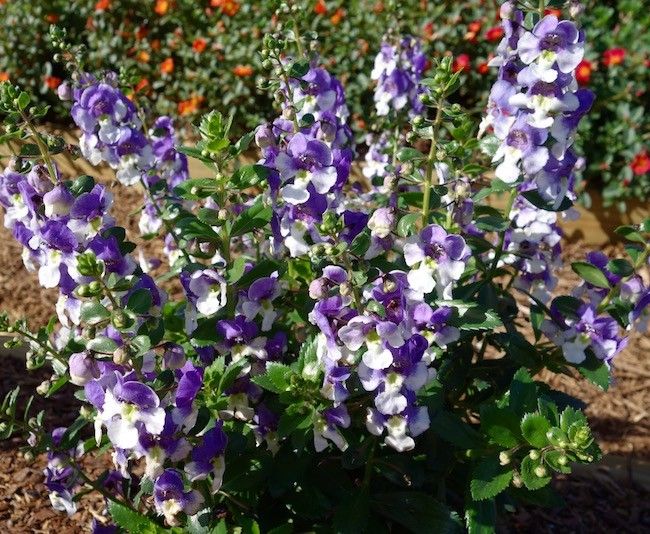 Angelonia &#39;Bicolour Purple&#39; 4&#39;