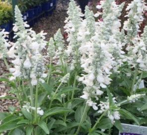Salvia - Sally Fun &#39;Pure White&#39; 4&quot;