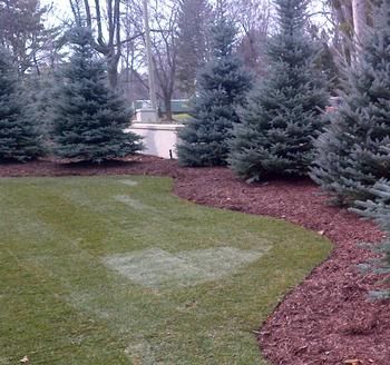 Colorado Blue Spruce &#39;Fat Albert&#39; , Size: 5 ft