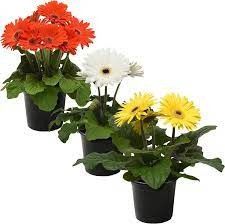 Gerbera Pot qt. - 