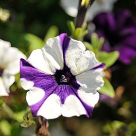Petunia 4&quot;