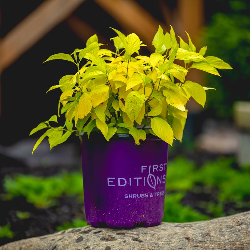 Dogwood Red Twig &#39;Neon Burst&#39; 2 gal