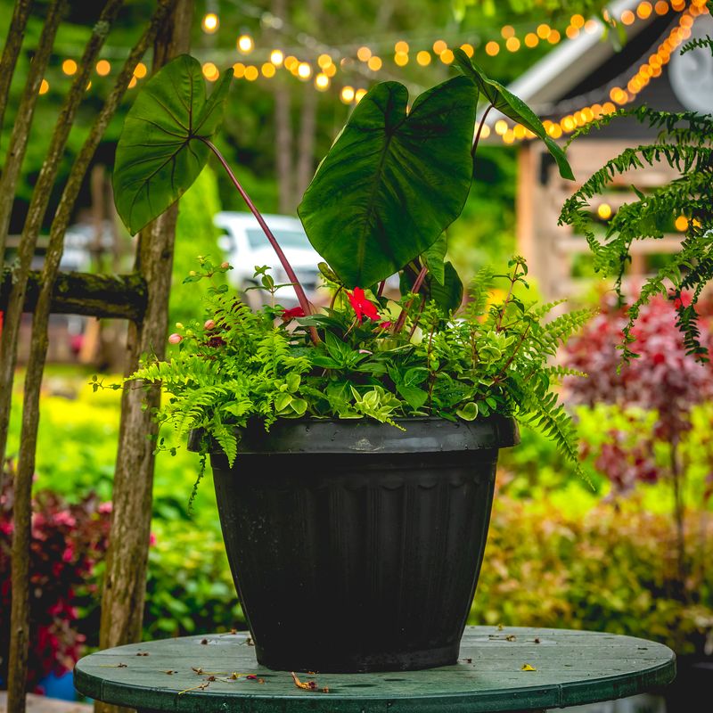 18" Mega Planter Assorted