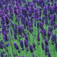 Lavender 'Hidcote Blue' 2 gal
