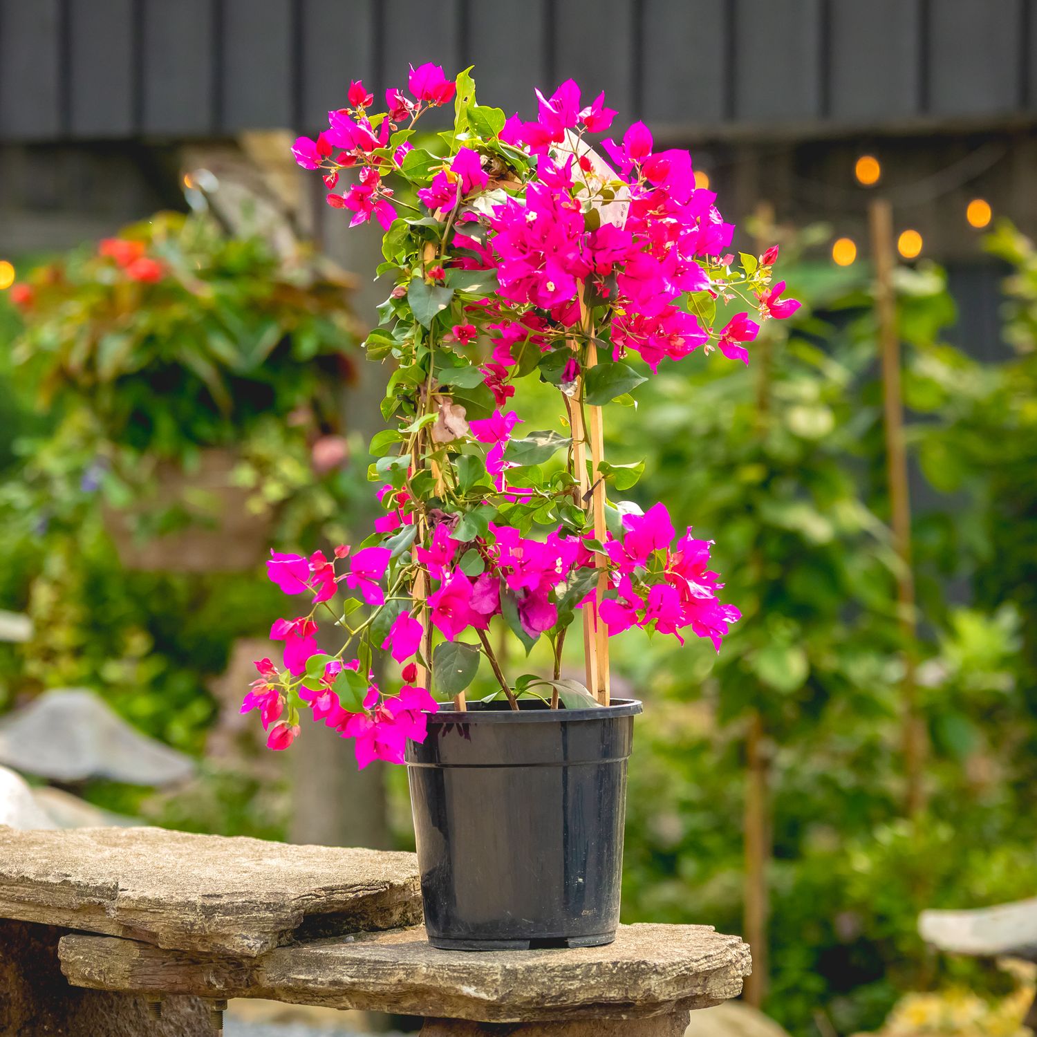 Bougainvillea - Vera Purple 2 gal with trellis