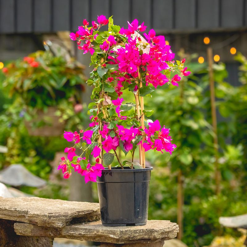 Bougainvillea - Vera Purple 2 gal with trellis