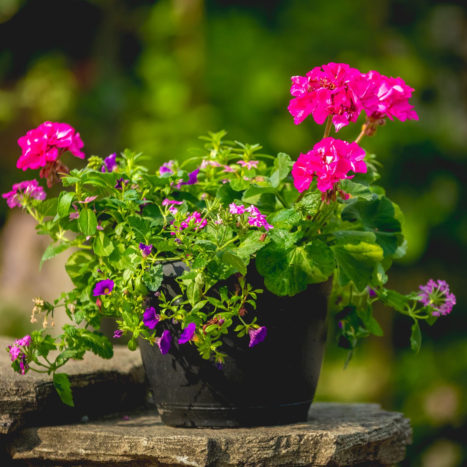 10" Premium Patio Pot - Geranium Mix