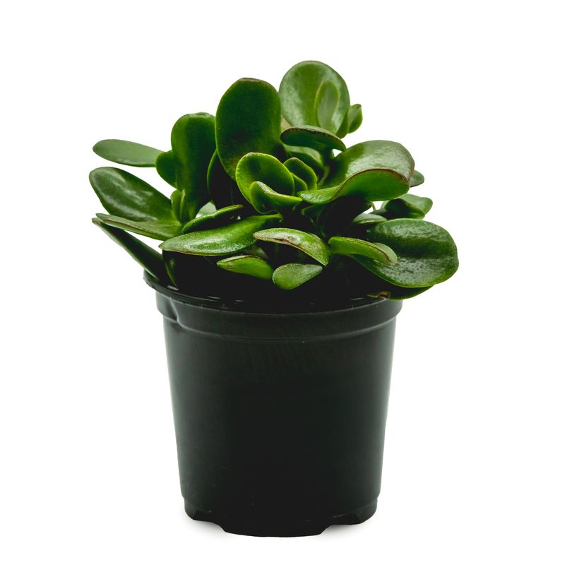 Jade 4&quot; Assorted