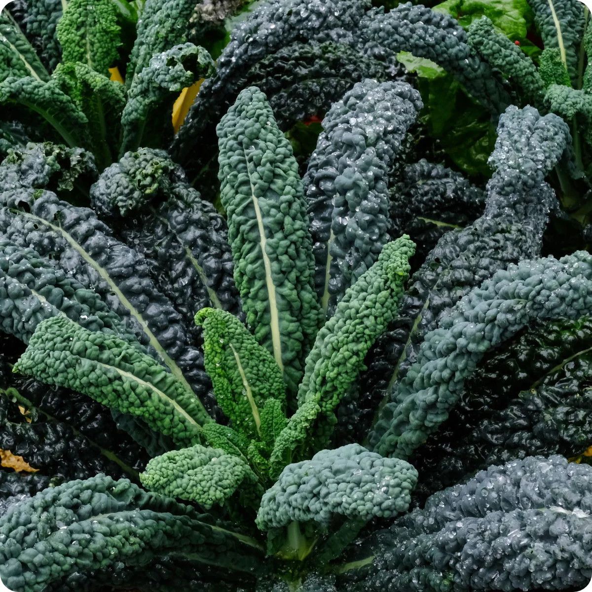Kale 'Dinosaur Lacinto' 4"
