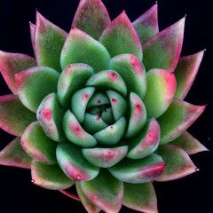 Succulent - Echeveria Assorted 3.5&quot;