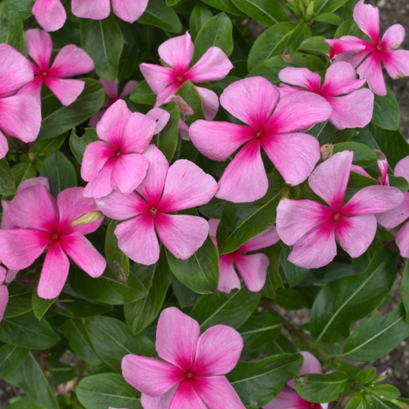 Vinca Vine &#39;Titan Blush&#39; 4&quot;