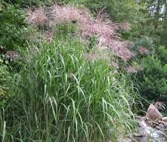 Giant Maiden Grass &#39;Silver Grass&#39; - Miscanthus Giganteus, Size: 1 gal