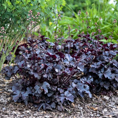Coral Bells &#39;Heuchera Primo Black Pearl&#39; 1 gal