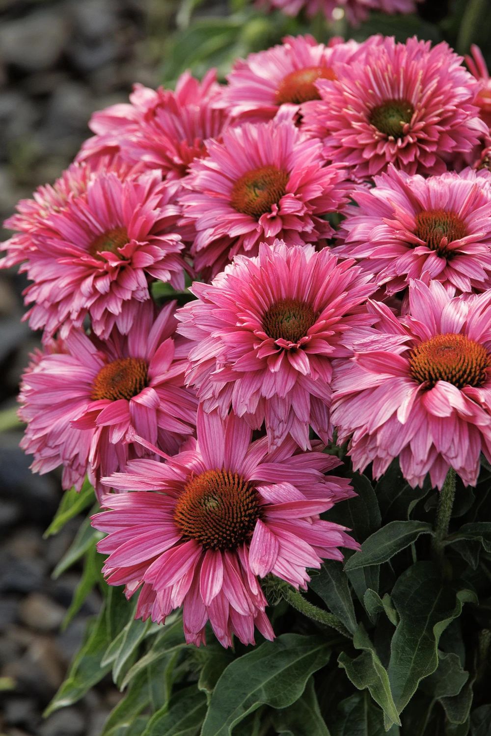 Cone Flower &#39;Echinacea Sweet Fuchsia&#39; 1 gal