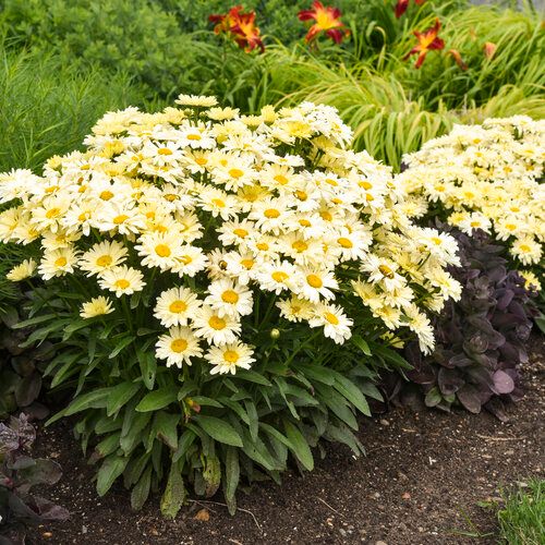 Shasta Daisy &#39;Leucanthemum Banana Cream II&#39; 8&quot; PW
