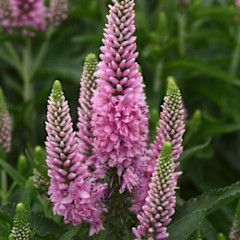 Speedwell &#39;Veronica  Skyward Pink&#39; 2 gal