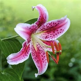 Lily &#39;Oriental Stargazer&#39; 1 gal