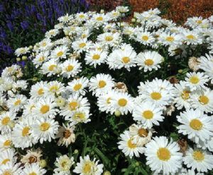Shasta Daisy &#39;Leucanthemum Make My Daisy Happy&#39; 2 gal