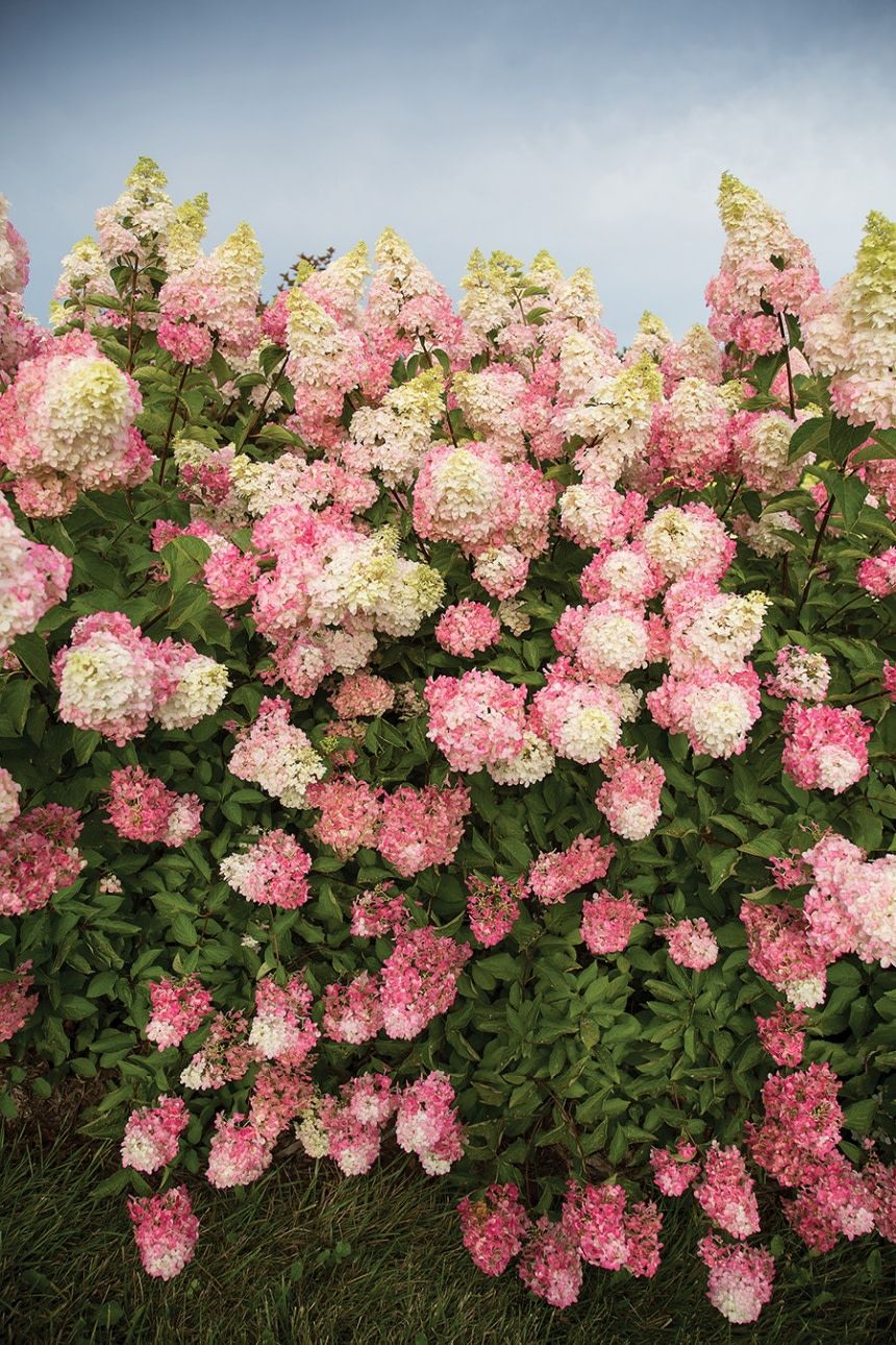 Hydrangea &#39;Berry White&#39; 2 gal
