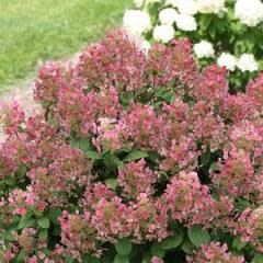 Hydrangea &#39;Little Quick Fire&#39; 2 gal PW