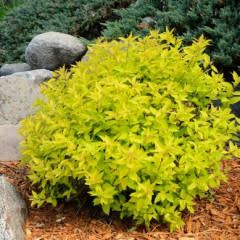 Spirea &#39;Goldmound&#39; 2 gal