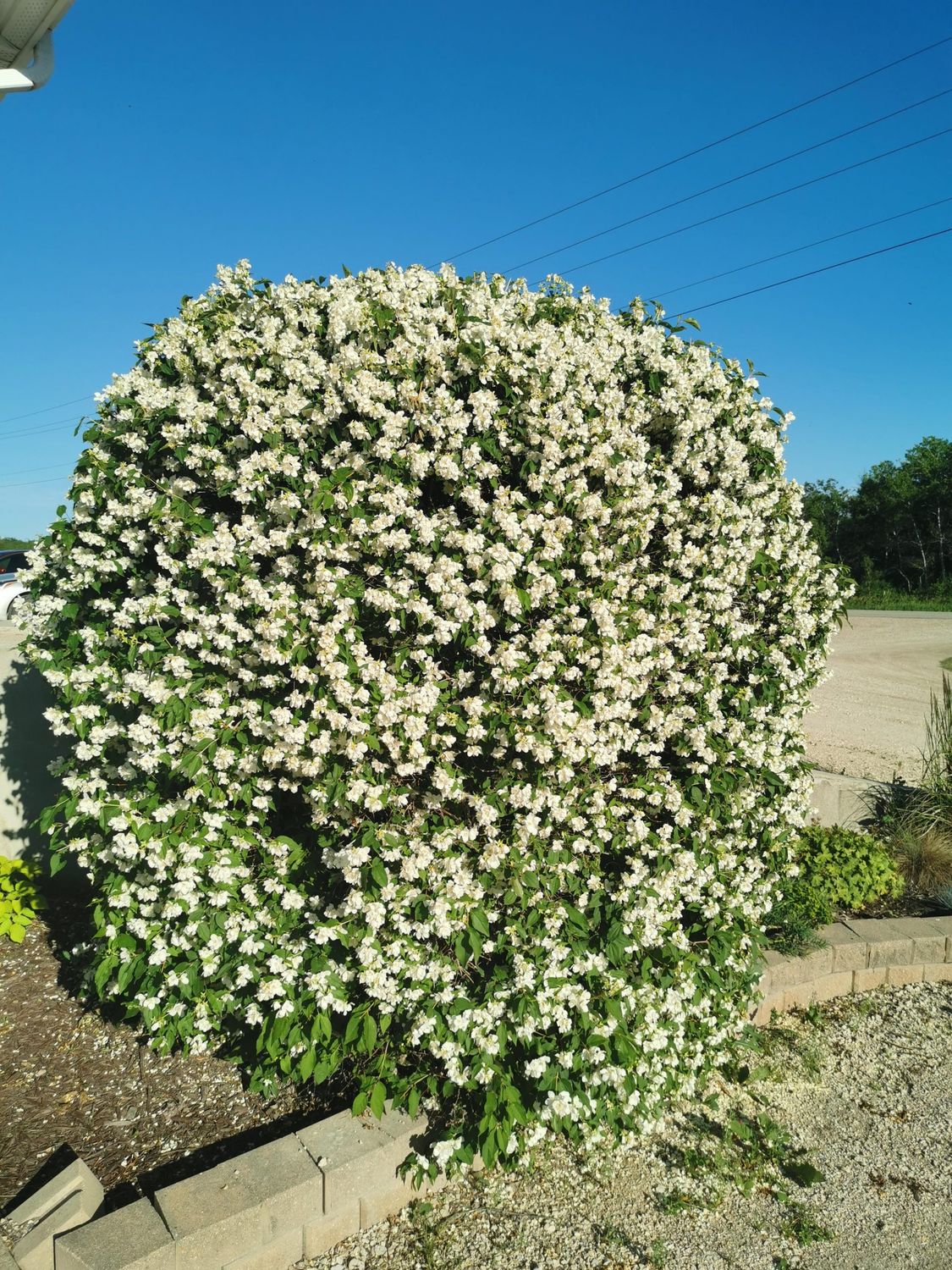 Mock Orange &#39;Blizzard&#39; 2 gal