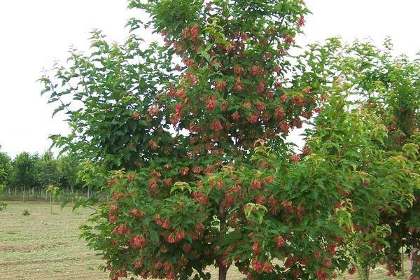Amur Maple Clump &#39;Ruby Slippers&#39; Potted 5&#39;-6&#39;