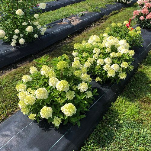 Hydrangea &#39;Fire Light Tidbit&#39; 3 gal PW