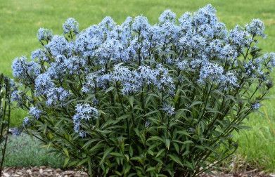 Amsonia Bluestar 1 gal