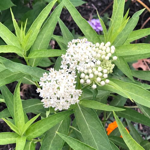 Asclepias &#39;Ice Ballet&#39; Swamp Milkweed&#39; 1 gal