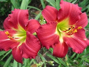 Daylily - Hemerocallis &#39;Ruby Stella&#39; - 1 gal