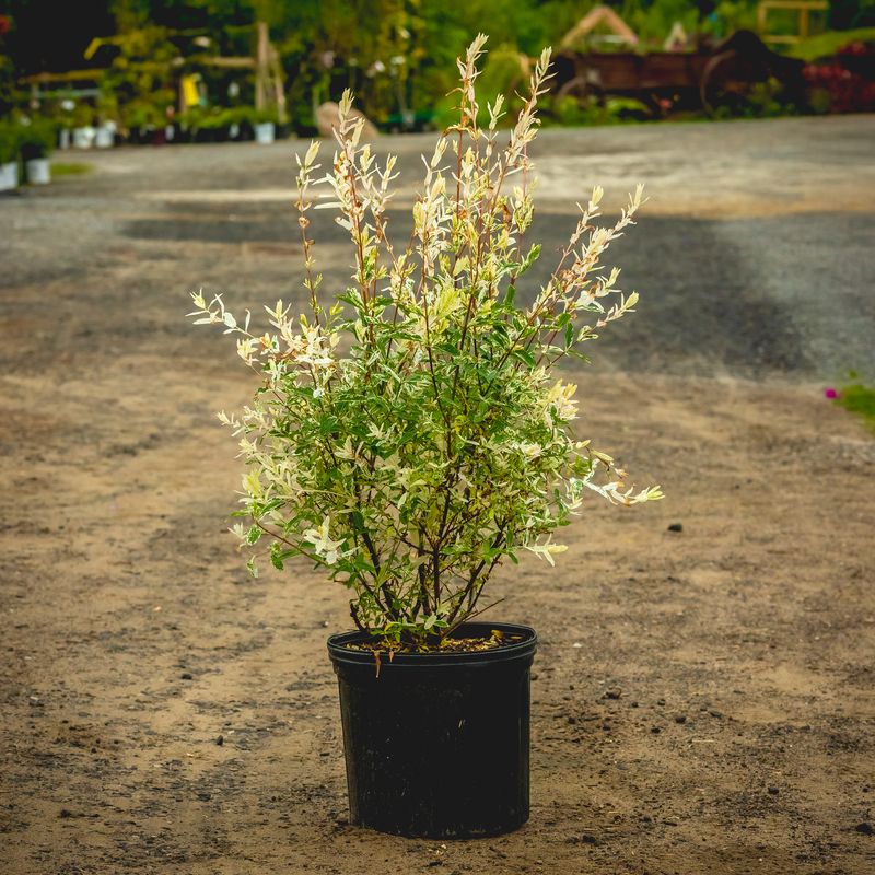 Dappled Willow &#39;Hakuro Nishiki&#39; 3 gal
